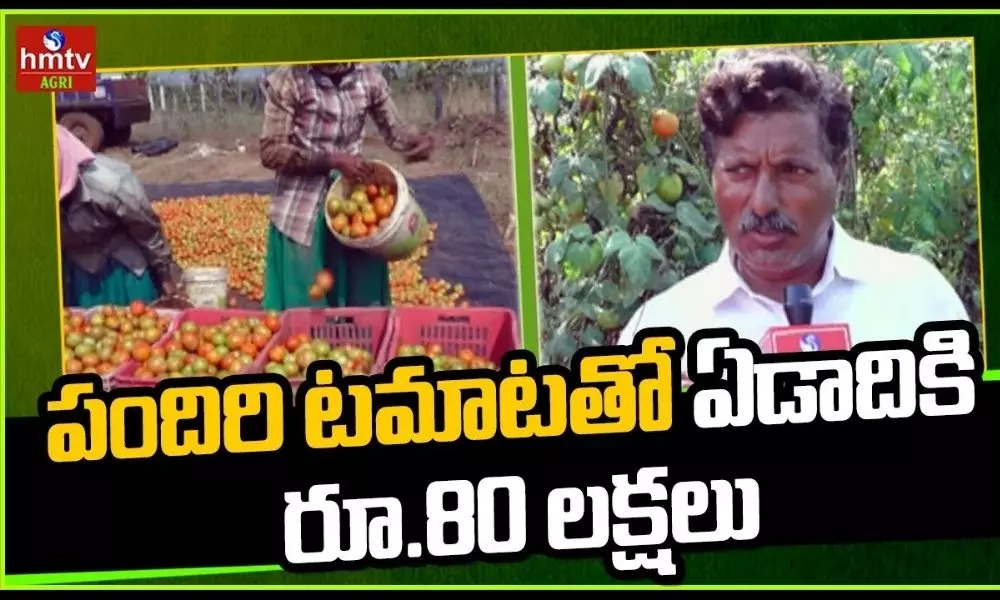 Tomato Crop Cultivation By Stacking Method