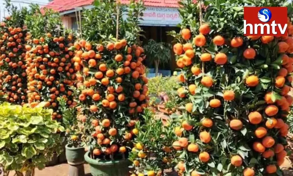 Orange plants in the Kadiyam Nursery in East Godavari