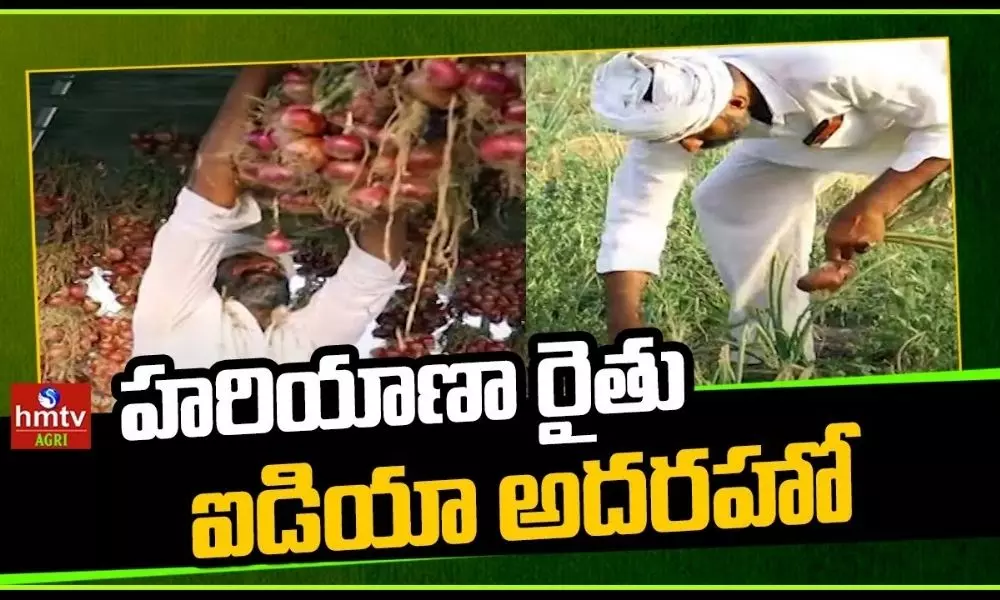 Onion Farming Haryana Farmer Success Story