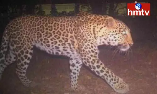 Leopard roaming in Srisailam Kurnool district Leopard roaming in Srisailam Kurnool district