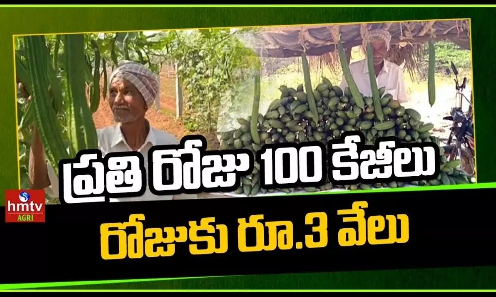 Anantapur Farmer Success Story in Ridge Gourd Cultivation