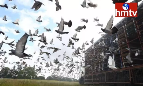 Pigeon racing in Prakasam district