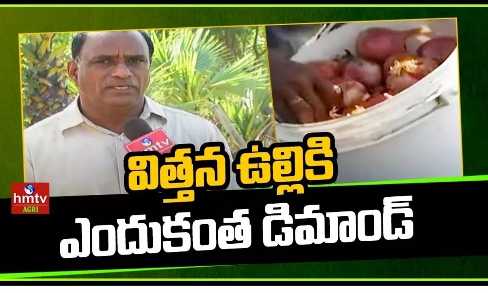 Onion Seed Production By Nizamabad Farmers