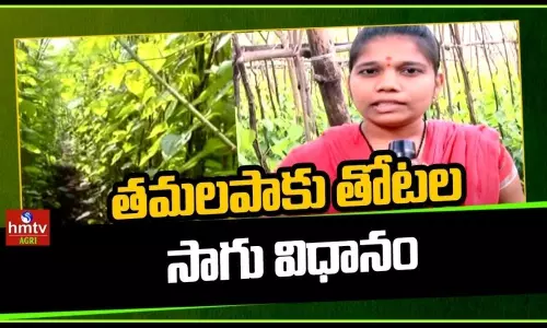 Farmers Success story of Betel Leaf Farming
