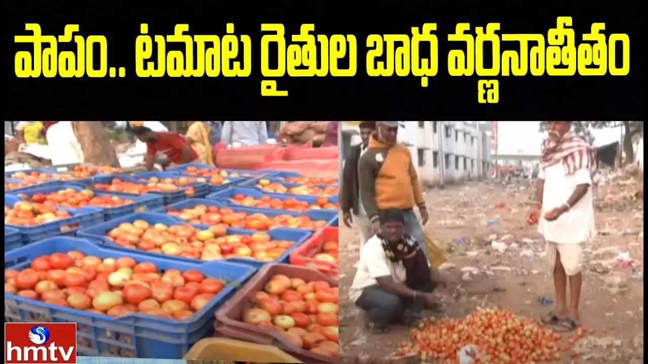 Sadly The Suffering Of Tomato Farmers is Indescribable