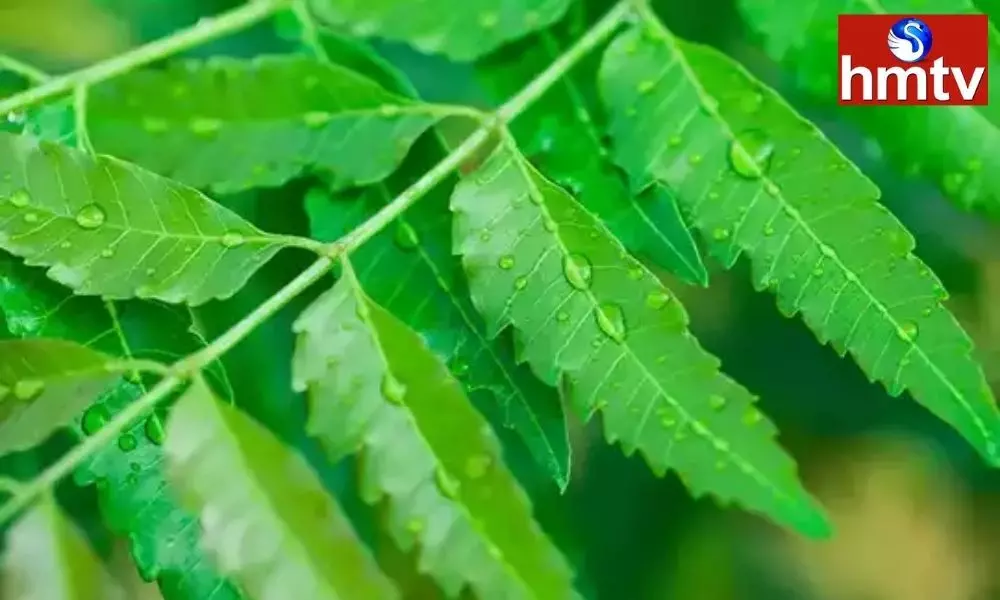 neem tree 3 benefits leaves oil hair scalp