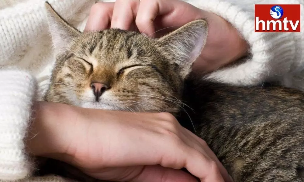 cat bites Very dangerous injection to prevent rabies infection tetanus  first aid