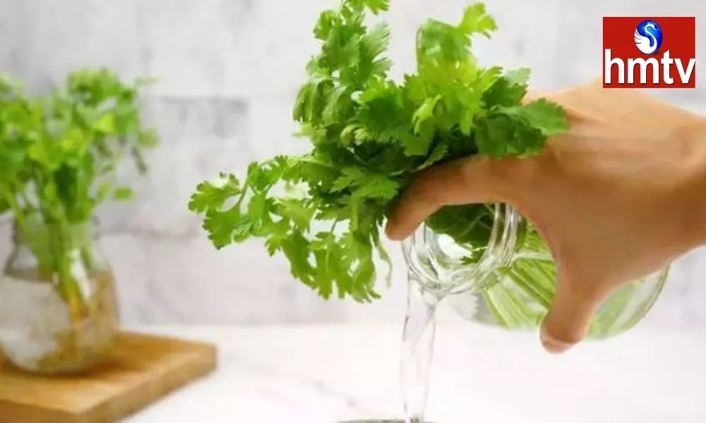 Coriander: కొత్తిమీర ఎక్కువ కాలం ఫ్రెష్‌గా ఉండాలంటే ఏం చేయాలో తెలుసా..?