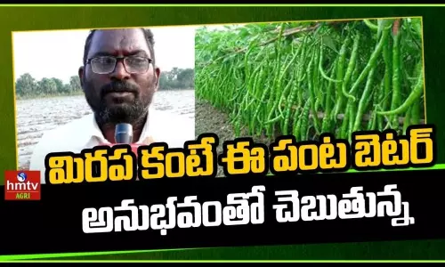 Farmer Success Story of Watermelon