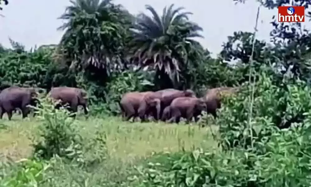 Elephant poaching In Vizianagaram District