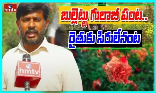 Huge Profits With Rose Farming