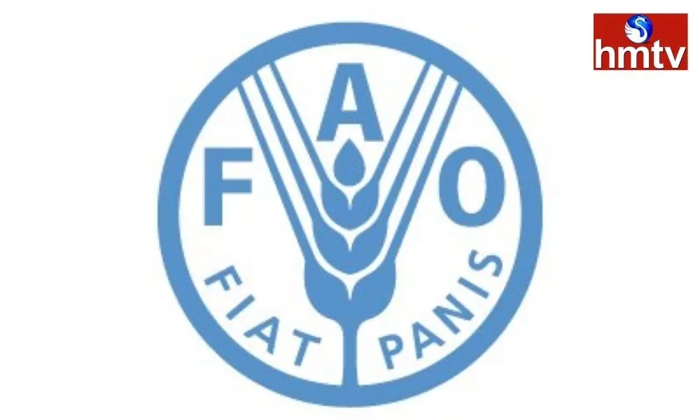 fao internship get a chance to work with the united nations with a scholarship up to rs50 000