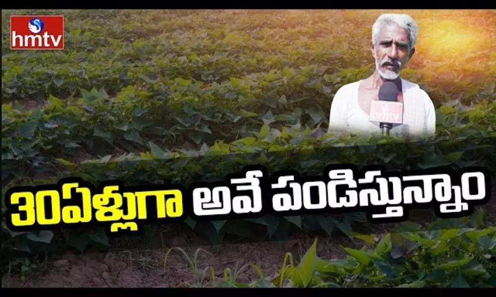 Bhadradri Farmers Earning High Profits In Leafy Vegetables Cultivation