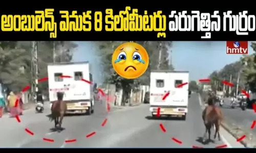 The Horse That Ran 8 Kilometers Behind The Ambulance The Horse That Ran 8 Kilometers Behind The Ambulance