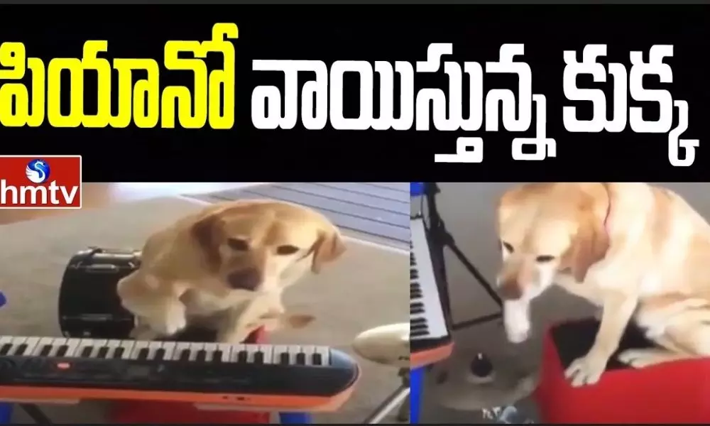 The dog playing the piano