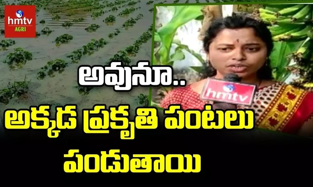 Cultivation of Food Crops in Anganwadi Centers