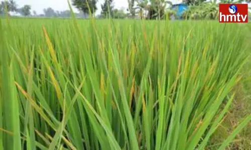 Feeders suffering from strange pests Feeders suffering from strange pests