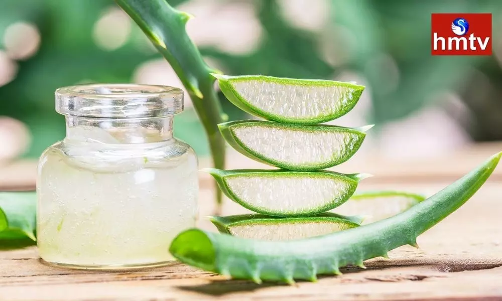 Aloe Vera Plant Health Benefits and Side Effects