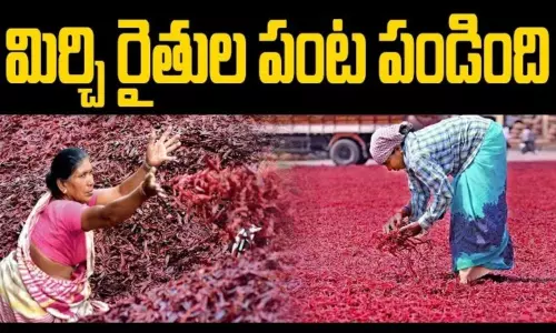 Chilli Farmers Harvest