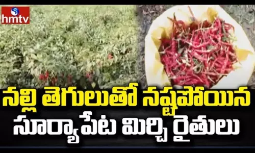 Mirchi Farmers Facing Problems