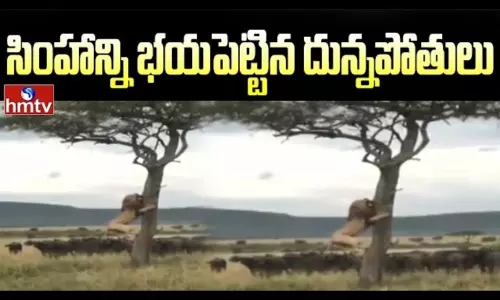 The Buffaloes That Frightened The Lion