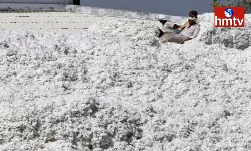 Good Demand for Cotton in Telangana | TS News Today