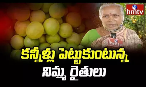 Lemon Farmers Facing Huge Problems In West Godavari Lemon Farmers Facing Huge Problems In West Godavari