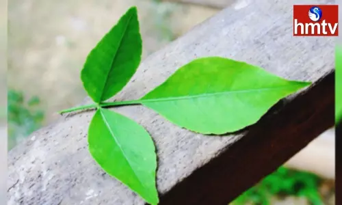 Bale Leaves Benfits Controlling Blood Sugar Constipation Increase Digestion Power