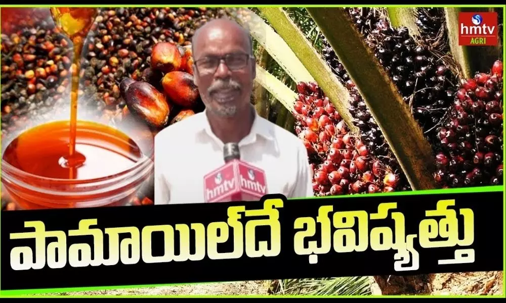 Telangana to Promote oil Palm With Subsidies