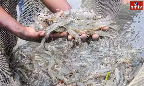 Trouble for an Aqua Farmer in East Godavari | AP News Today Trouble for an Aqua Farmer in East Godavari | AP News Today