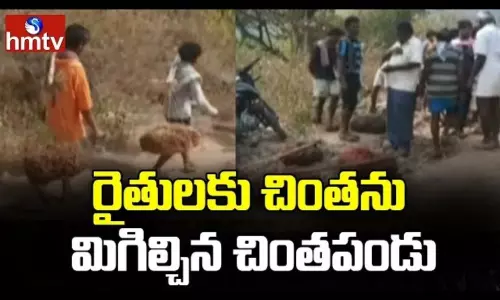 Tamarind Farmers In Loss Tamarind Farmers In Loss