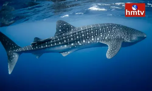 Vishakha is a Huge whale Entangled in The Galley of fishermen