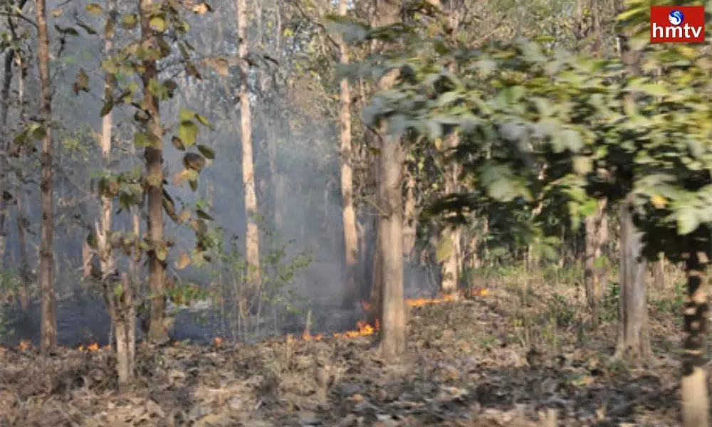 Reasons for Fire Accidents in Nallamala Forest | Breaking News