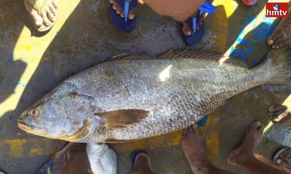 East Godavari Fishermans Caught Rare Kachidi Fish Cost 2 Lakhs 90 Thousand | Live News