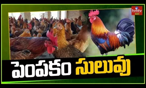 Natu Kollu Pempakam in Telugu