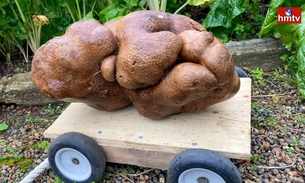 Guinness World Record 7.8 kg Potato in New Zealand