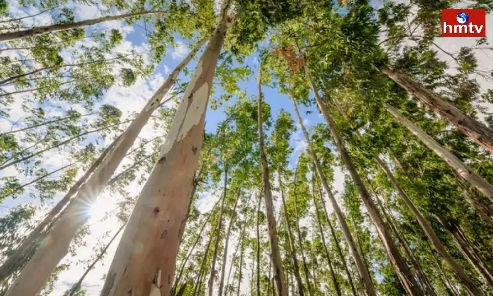 Eucalyptus Tree Business Can Earn Millions of Rupees Learn How to Do Business