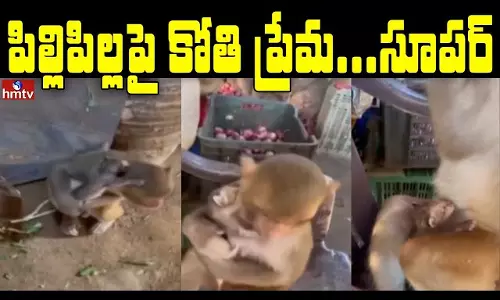 Monkey love on kittens Super Monkey love on kittens Super