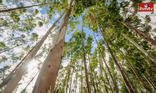 Eucalyptus Tree Business Can Earn Millions of Rupees Learn How to Do Business