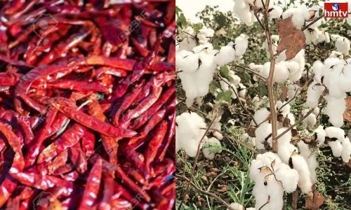 Mirchi and Cotton Record Prices in Warangal | Live News Mirchi and Cotton Record Prices in Warangal | Live News