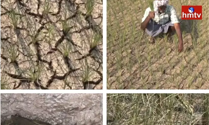 Crops Drying up in Karimnagar District With Current Cuts