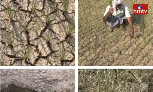 Crops Drying up in Karimnagar District With Current Cuts