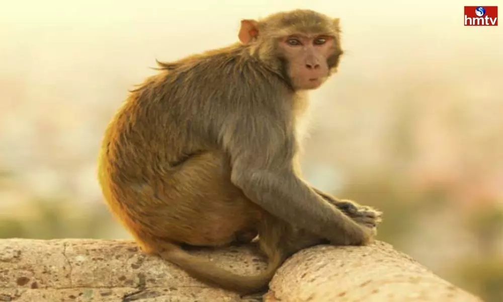 Animal Warriors Rescued Monkey at Kakinada | Breaking News