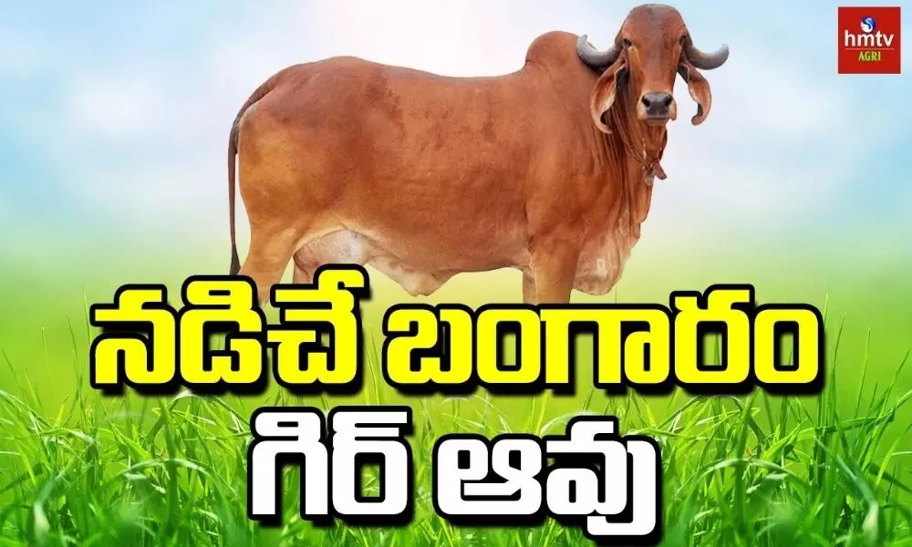 Gir Cow and its Benefits in Dairy Farming
