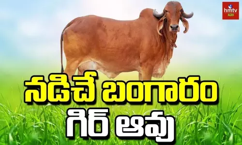 Gir Cow and its Benefits in Dairy Farming Gir Cow and its Benefits in Dairy Farming