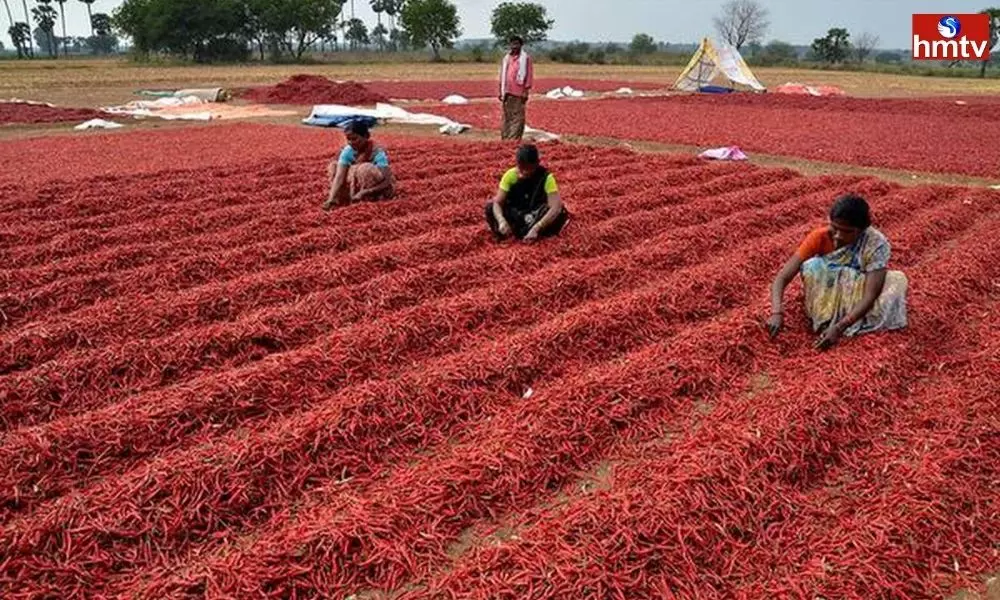 Sales Difficulties for Chilli Farmers | Telugu News