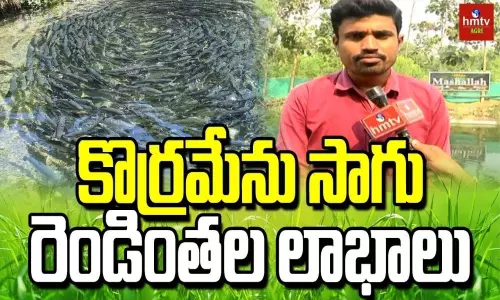 Doubles Profits in Korameenu Fish Cultivation
