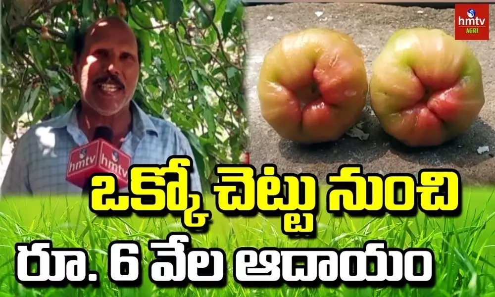 Ideal Farmer Eswar Rao Cultivate Water Apple