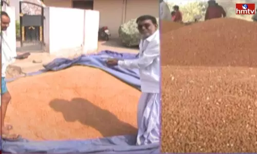 Chick Peas Farmers in Adilabad | Telugu News