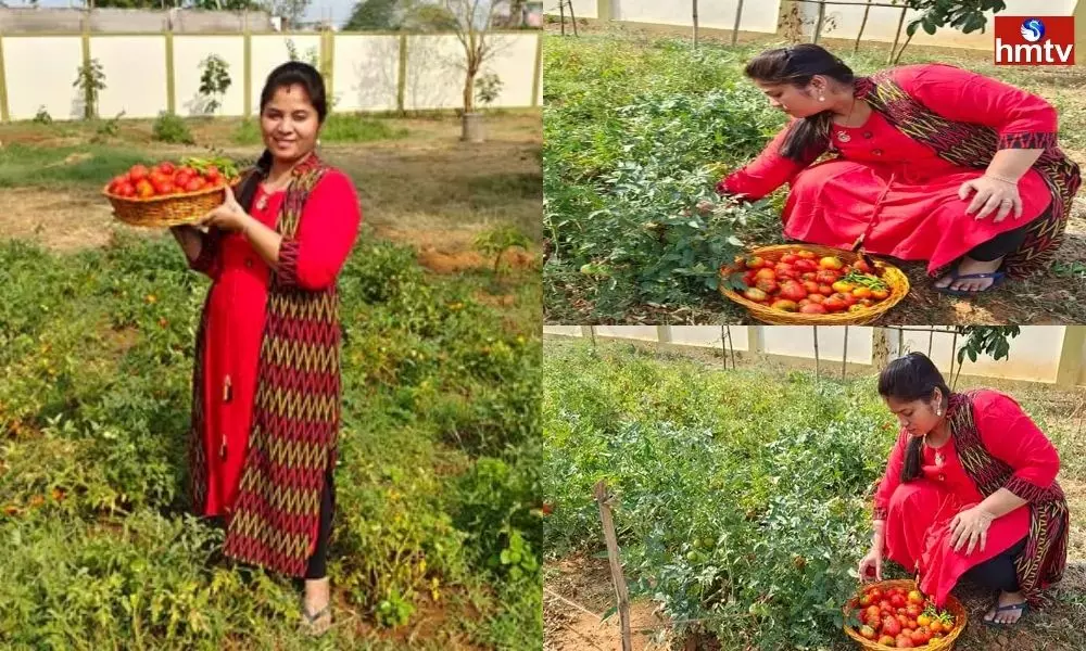 AP Ex Minister Pushpa Sreevani Organic Farming | AP News Today